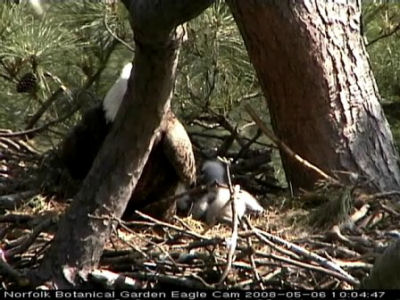 Norfolk eaglet