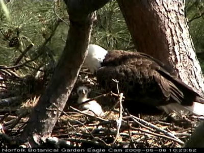 Norfolk eaglet