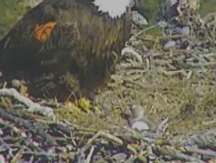 Pelican Harbor eaglets