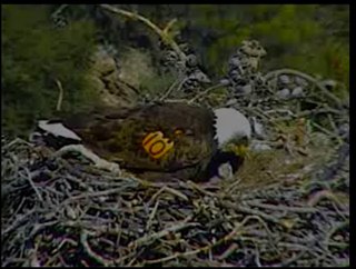 Pelican Harbor eaglets