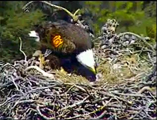 Pelican Harbor eaglets