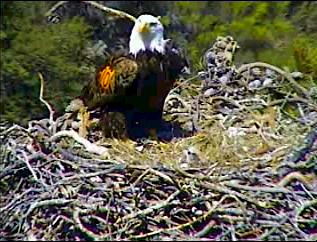 Pelican Harbor eaglets