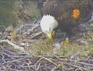 Pelican Harbor eaglets