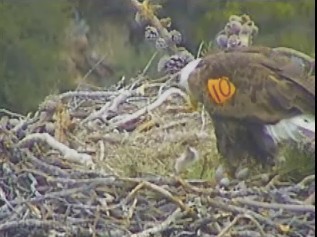 Pelican Harbor eaglets