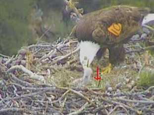 Pelican Harbor eaglets