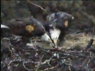 Pelican Harbor eaglets