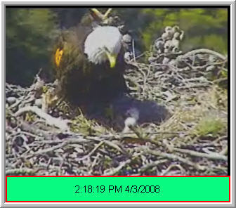 Pelican Harbor eaglets