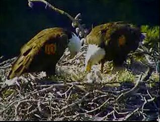 Pelican Harbor eaglets