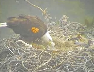 Pelican Harbor eaglets