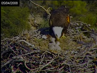 Pelican Harbor eaglets