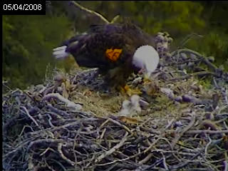 Pelican Harbor eaglets