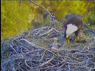 Pelican Harbor eaglets