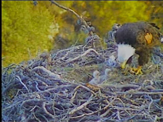 Pelican Harbor eaglets