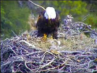 Pelican Harbor eaglets
