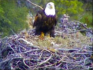 Pelican Harbor eaglets