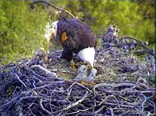 Pelican Harbor eaglets