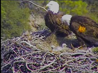 Pelican Harbor eaglets
