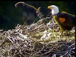 Pelican Harbor eaglets