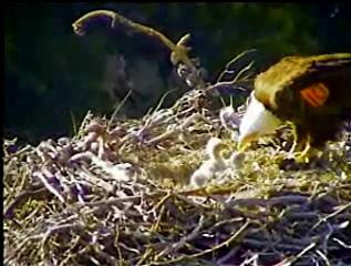 Pelican Harbor eaglets