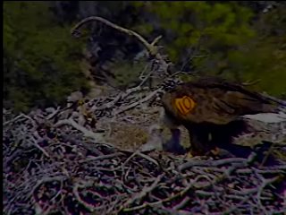 Pelican Harbor eaglets