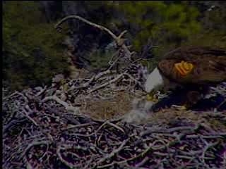Pelican Harbor eaglets