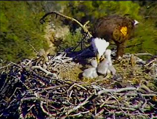 Pelican Harbor eaglets