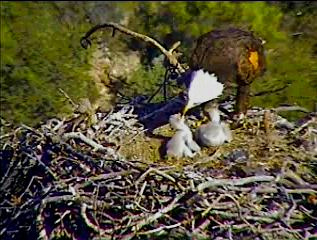 Pelican Harbor eaglets