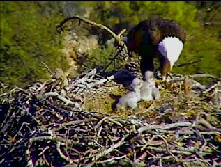 Pelican Harbor eaglets