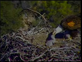 Pelican Harbor eaglets