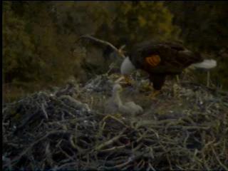 Pelican Harbor eaglets