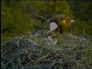 Pelican Harbor eaglets