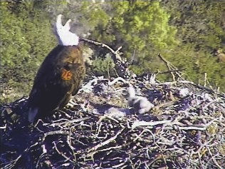 Pelican Harbor eaglets