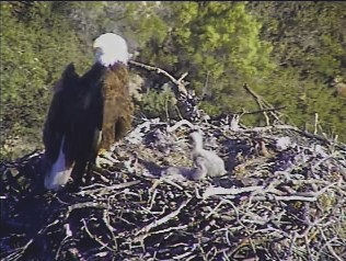 Pelican Harbor eaglets
