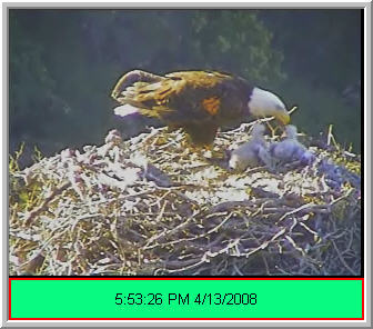 Pelican Harbor eaglets