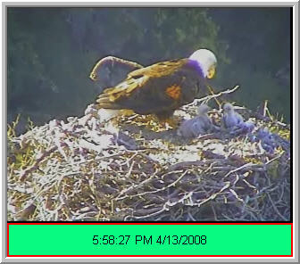 Pelican Harbor eaglets
