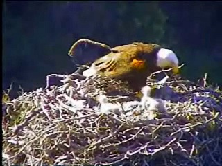 Pelican Harbor eaglets