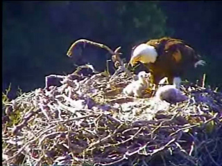 Pelican Harbor eaglets