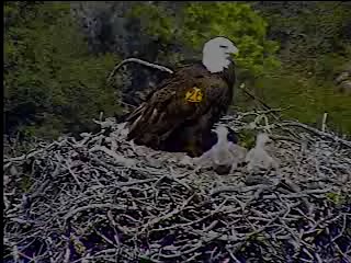 Pelican Harbor eaglets