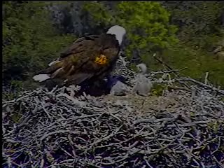 Pelican Harbor eaglets