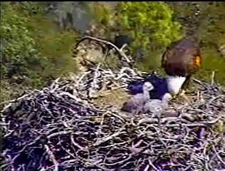 Pelican Harbor eaglets
