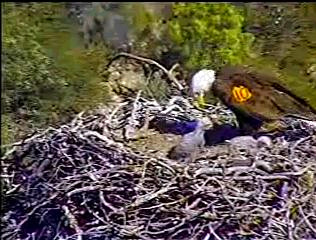 Pelican Harbor eaglets