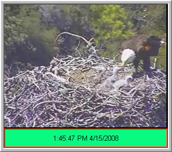 Pelican Harbor eaglets