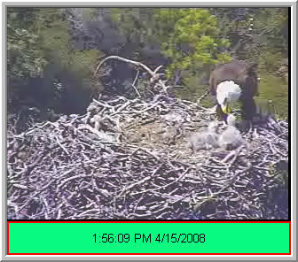 Pelican Harbor eaglets