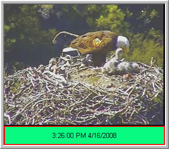 Pelican Harbor eaglets
