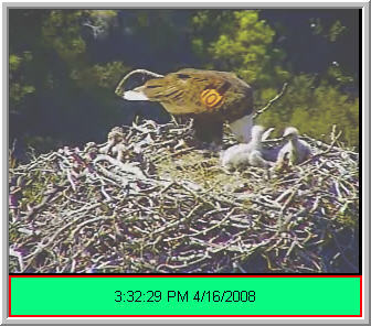 Pelican Harbor eaglets