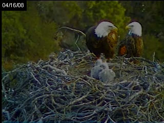 Pelican Harbor eaglets