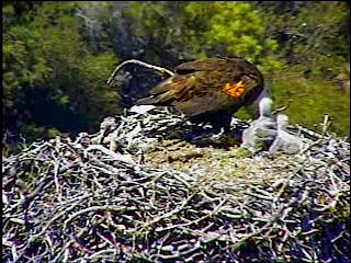 Pelican Harbor eaglets