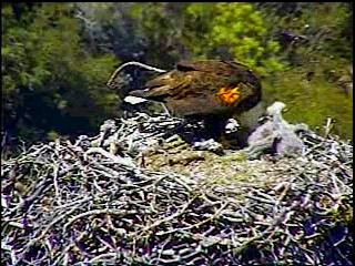 Pelican Harbor eaglets