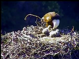 Pelican Harbor eaglets