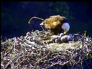 Pelican Harbor eaglets